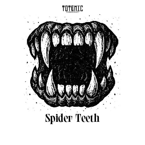 Spider Teeth