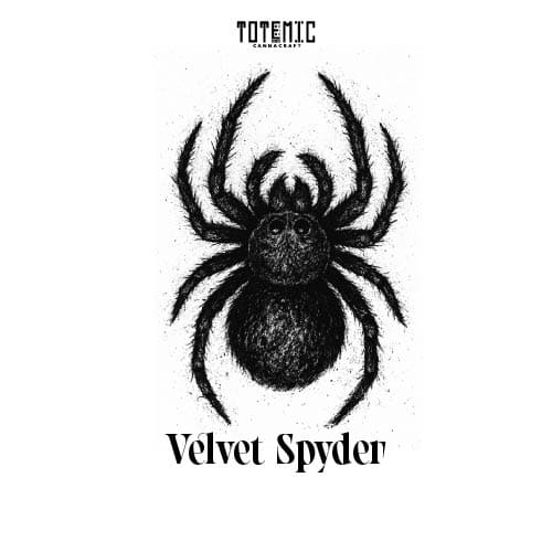 Velvet Spyder